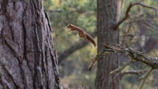 squirrel in Rothiemurchus Forest