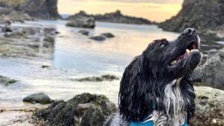 A dog at the beach