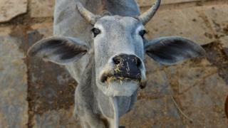 गाय