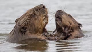 Beavers 'protected' in Scotland by laws on beaver dams - BBC Newsround