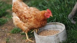 File image of a chicken