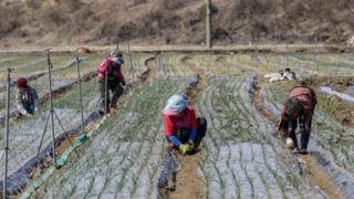 Para petani memanen kentang dan bawah di Hamchang, selatan Seoul (sekitar 170km), Provinsi Gyeongbuk, Korea Selatan, 17 Maret 2018.