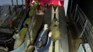 Sheep in slaughterhouse