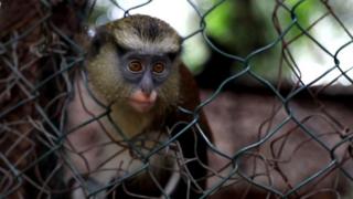 Monkey