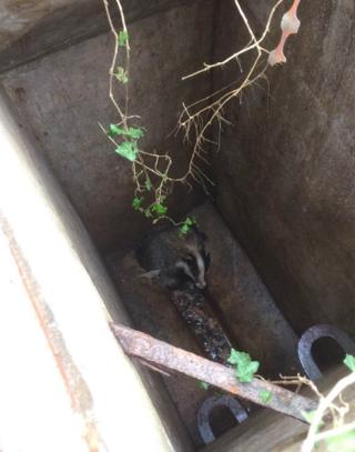 Badger in a drain
