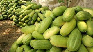ফলটি দেখতে কিছুটা বাঙ্গির মতো।