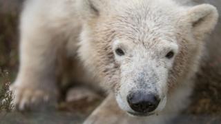 Polar bear cub Hamish