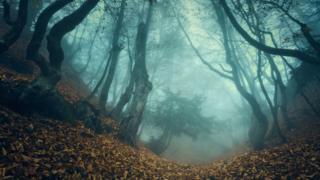 Bosque misterioso.