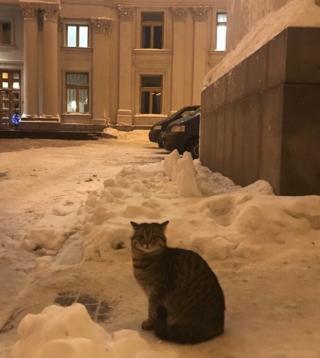 Кіт Амбассадор