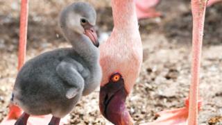 Lesser flamingo chick