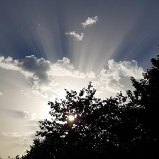 An artistic photo of the sun shining through tree leaves