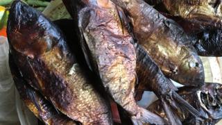 Bifaga fish