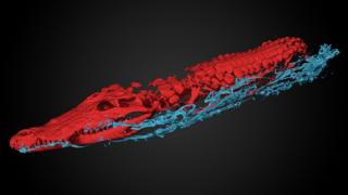 The 3D scan image showing the main crocodile in red and the smaller crocodiles in blue