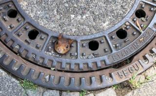 A squirrel with its head stuck in a drain cover