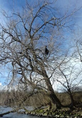 Cormorant
