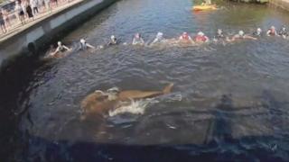 Pessoas em canal fazem corrente humana para desencalhar golfinhos