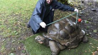 giant tortoise being weighed.