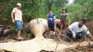 Ballena en la Isla de Marajó