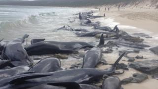 Unas 150 ballenas quedaron varadas en una playa de Perth, en Australia.