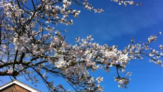 A tree in bloom in Frimley Green in Surrey.