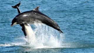 Dolphins off Aberdeen