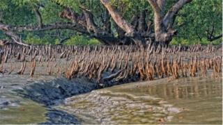 রামপাল বিদ্যুৎ কেন্দ্রের প্রভাব পুরো সুন্দরবনের ওপরই পড়বে বলে আশংকা পরিবেশবাদী সংগঠনগুলোর