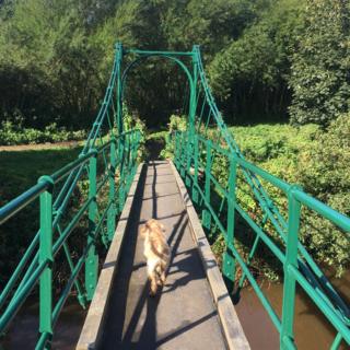 A dog walking along a bridge