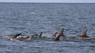 A large group of Risso's dolphins close together, with fins clearly visible above the water