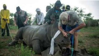 Askari wa wanyama pori akipima pembe ya faru itakayotolewa katika shamba la bwana Hume