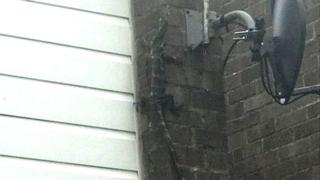 Lizard on a wall