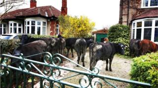 Cows in garden