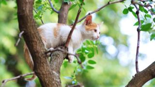 Кот застрял в дереве