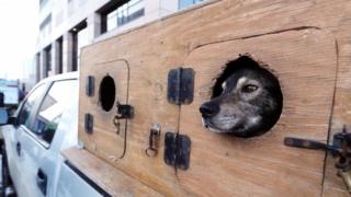 Dog looking out of a car on the streets