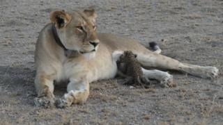 A leopard cub is seen suckling on a lioness in the Ngorongoro Conservation Area, Tanzania, in this handout picture released on 14 July. The lioness, known locally as "Nosikitok", is well known to scientists as she is radio-collared and monitored by KopeLion, a Tanzanian conservation NGO supported by Panthera. Picture taken July 11, 2017. Joop Van Der Linde/Panthera/Handout via REUTERS ATTENTION EDITORS - THIS IMAGE HAS BEEN SUPPLIED BY A THIRD PARTY. NO RESALES. NO ARCHIVES. MANDATORY CREDIT. TPX IMAGES OF THE DAY