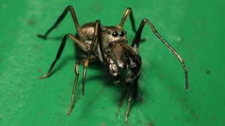 Espécime de Toxeus magnus