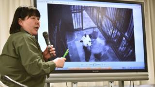 上野动物园教育普及课长金子美香子向媒体展示真真产后叼着幼崽的照片(12/6/2017)