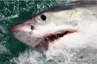 Большая белая акула привлекает приманка в Гансбае, Южная Африка