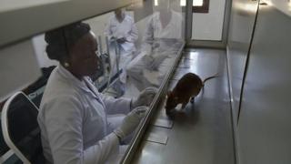 Imbeba yimotereza irondera ahoba hari igituntu