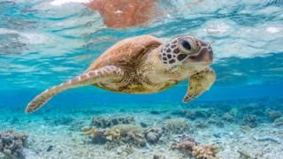 sea ​​turtle