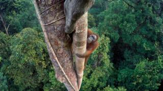 TIM LAMAN orangutan fotoğrafı