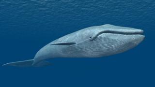 బ్లూ వేల్ / Blue Whale