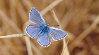 common-blue-butterfly.