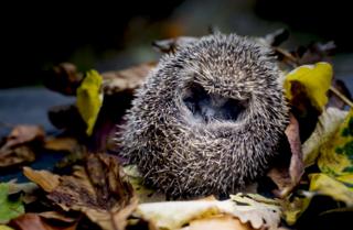 A hedgehog in leaves.