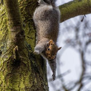 A stretching squirrel up a tree in a wood between Glinton and Peakirk in Cambridgeshire