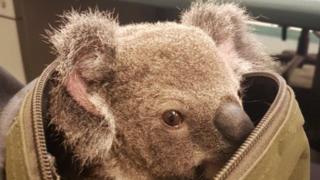 Коала