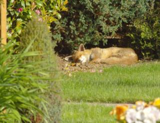 Fox