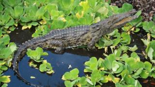 Crocodilo em pântano da Flórida