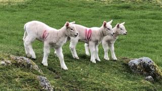 Lambs