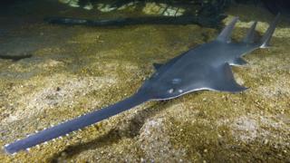 Extinction: Freshwater Fish In 'catastrophic' Decline - BBC News