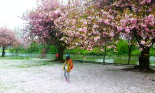 Blossom on Bank Holiday Monday taken at Riverside in Stirling on River Forth.